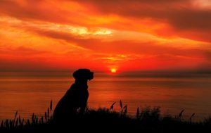 夕日を眺める犬