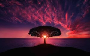 樹と夕日の写真
